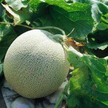 Cantaloupe Chinese Musk Round Shape Melon Seeds for Sale thumbnail-3