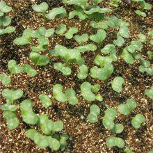 Vermiculite For Plants And White Vermiculite Expanded thumbnail-2