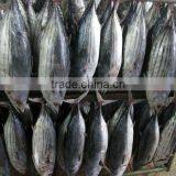 SKIPJACK TUNA thumbnail-1