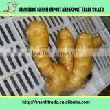 Fresh Old Ginger,fresh Nature Organic Ginger,fresh Ginger Price thumbnail-3