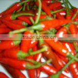 FRESH RED CHILLI WITH BEST PRICE FROM VIETNAM