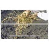 ASHWAGANDHA POWDER PURE ASHWAGANDHA ROOT POWDER