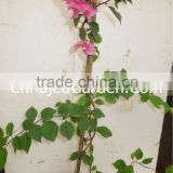 Outdoor Plants - Bougainvillea pink