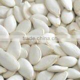 New Crop Snow White Pumpkin Seed thumbnail-1