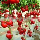hot resistant strong fruit setting tomato seeds Loreal F1