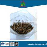 Edible Protein Food Grasshopper Insect Locust Flour thumbnail-1