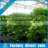 Full Set High-yield Vertical Hydroponic Growing System for Lettuce, Spinach thumbnail-1
