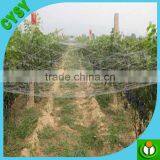 Mist Net Nylon Bird Capture Netting/structural Bird Netting/preminum Bird Netting thumbnail-4