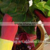 Household Cleaning Latex Gloves thumbnail-1