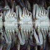 Frozen Seafood and Quality Crab Legs thumbnail-1