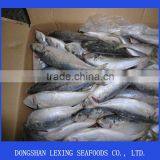 Frozen Horse Mackerel thumbnail-1