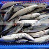 Frozen Pacific Mackerel Fish 200-300G thumbnail-1