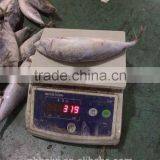 300-400g Frozen Fish thumbnail-6