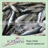 Low Frozen Mackerel Prices in China Lot Number#kmw4034 thumbnail-1