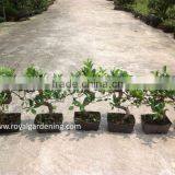 Ficus 20cm Pot S Shape thumbnail-1