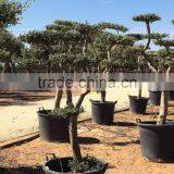 Olive Tree - Olea Europaea Mini Pompon thumbnail-2