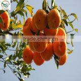 2013 Newly Harvest Satsuma Mandarin thumbnail-1