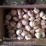 2017 Crop Purple Red Normal White Garlic 5.5cm In Carton Box Mesh Bag thumbnail-5