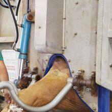 Full Set Automatic Cattle Slaughter Line For Ritual Rotary Slaughtering Box For Cow Slaughtering Equipment thumbnail-3