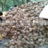 FRESH COCONUTS thumbnail-1