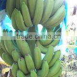 Direct Factory Price the Good Quality Ethylene Ripener for Banana(1) thumbnail-5