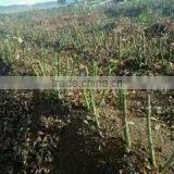 2 -5 Years and 30-120cm Rosa Rugosa Seedlings For Beautiful Roses thumbnail-2