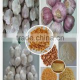 Authenticated GAP/ KOSHER/ HALAL Regular White Garlic
