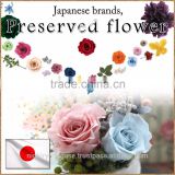 Cute and Colorful japanese preserved flowers for flower arrangement , arrangement materials also available