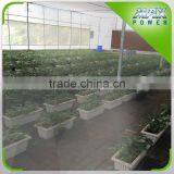 Hydroponics Strawberry Film Greenhouse thumbnail-4