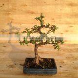 Portulacaria Afra ( Jade Plant) Bonsai S Shape thumbnail-3