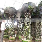 Ficus cage shape 2m