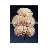 BELY GROOV Sola Handmade Flowers thumbnail-1