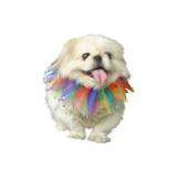 China (Mainland) Pet Show Collar thumbnail-1