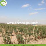 Factory Wholesale Dried Goji thumbnail-2
