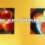 2013 Hot Selling Automatic Bread Rubbing Rounder Machine thumbnail-1