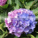 Best Seller Real Touch Hydrangea From Kunming Flower Exporter