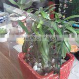 FLOAT GLASS With CE & ISO Certificate thumbnail-4