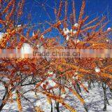 Sea Buckthorn Fruit Oil Manufacturer &Supercritical Fluid Extraction