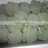 chinese clean fresh broccoli