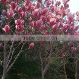 High Quality Purple Magnolia Seeds Mulan Tree Seeds For Sowing thumbnail-2