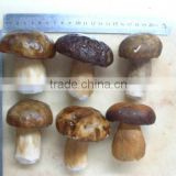 2015 New Crop Grade A IQF Porcini Mushrooms