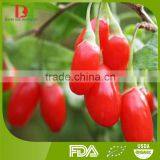 Wholesale High Quality Organic Chinese Wolfberries/goji Berries From China thumbnail-1