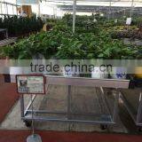 Qingdao Flower Display Bed / Garden Bed thumbnail-1
