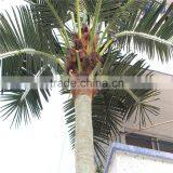 Plastic Artificial King Coconut Tree Green Large Coconut Tree thumbnail-2