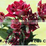 Hot Selling Black Roses Sale High Quality Fresh Cut Flower Spray Rose Meteor Shower for Banquets Factory Prize Supply thumbnail-2