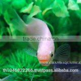 Kissing Gourami Fish Farm For Sale / Thailand Tropical Fish Exporter thumbnail-6