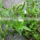 Pure Eclipta Alba thumbnail-4