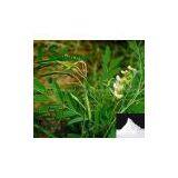 CAS No: 519-02-8 Low Price Matrine thumbnail-1