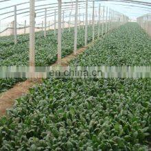 Sinocharm A Grade IQF Chopped Spinach Frozen Spinach Fresh Green thumbnail-3