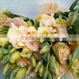 Best quality useful natural flower eustoma